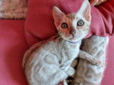 2  magnifiques chatons Bengal à vendre