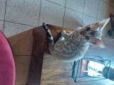2  magnifiques chatons Bengal à vendre