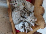 2  magnifiques chatons Bengal à vendre