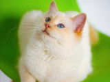 Une chatte Ragdoll crème blanc de 3 ans LOOF à recueillir