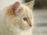 Une chatte Ragdoll crème blanc de 3 ans LOOF à recueillir