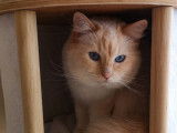 Une chatte Ragdoll crème blanc de 3 ans LOOF à recueillir