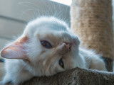 Une chatte Ragdoll crème blanc de 3 ans LOOF à recueillir