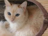 Une chatte Ragdoll crème blanc de 3 ans LOOF à recueillir