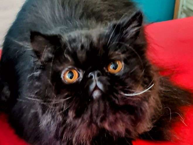 Un chat Persan noir de 2 ans LOOF à l'achat