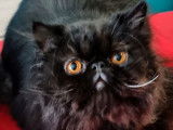 Un chat Persan noir de 2 ans LOOF à l'achat