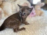 4 chatons Bengals marron LOOF &agrave; vendre
