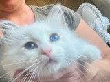 Chatons Ragdoll LOOF à vendre