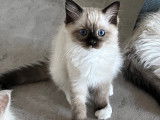 Chatons Ragdoll LOOF à vendre