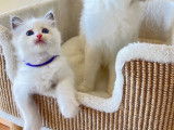 Chatons Ragdoll LOOF à vendre