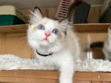 Chatons Ragdoll LOOF à vendre