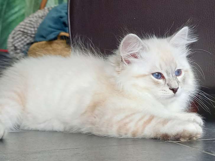 Magnifiques chatons Sibériens à vendre Petite Annonce chat