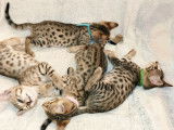 Chatons Savannah F6 exceptionnels à vendre