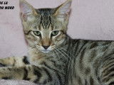 Chatons Savannah F6 LOOF &agrave; vendre