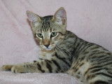 Chatons Savannah F6 LOOF &agrave; vendre
