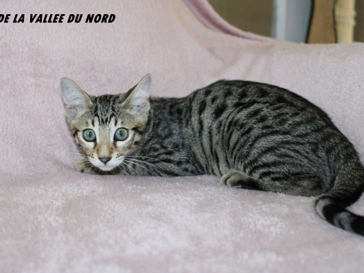 Chatonne Savannah F6 Avec Pedigree Tica A Vendre Petite Annonce Chat