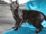 Chatte Savannah F7 LOOF  à vendre