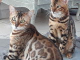 Brown Tabby Spotted rossette aux yeux verts
