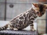 Chaton F Bengal a vendre