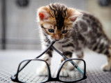Chaton F Bengal a vendre