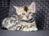 Chaton F Bengal a vendre