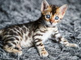 Chaton F Bengal a vendre