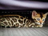 Chaton F Bengal a vendre
