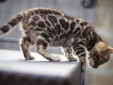 Chaton F Bengal a vendre
