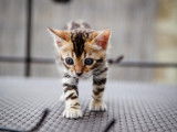 Chaton F Bengal a vendre