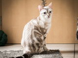 La maman Ice - snow lynx marble