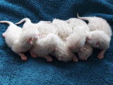 Chatons Bengal snow Lynx  née le 24/08/22