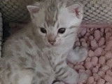 Chatons Bengal snow Lynx  née le 24/08/22