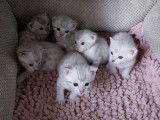 Chatons Bengal snow Lynx  née le 24/08/22