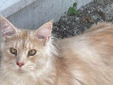 Chat Maine Coon M&acirc;le &agrave; vendre