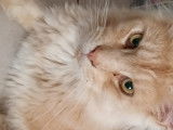 Chat Maine Coon M&acirc;le &agrave; vendre