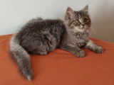 Chatons Sibériens à vendre (1 Femelle & 4 Mâles)