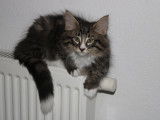 Athena “ disponible “ Femelle