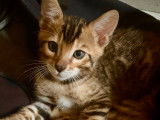 Superbe chaton Bengal  de belle lign&eacute;e &agrave; vendre