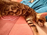 Superbe chaton Bengal  de belle lign&eacute;e &agrave; vendre