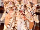 Superbe chaton Bengal  de belle lign&eacute;e &agrave; vendre