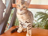 Superbe chaton Bengal  de belle lign&eacute;e &agrave; vendre