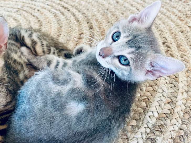 Superbe chaton Bengal femelle à vendre