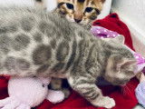 Superbe chaton Bengal femelle à vendre