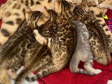 Superbe chaton Bengal femelle à vendre