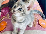 Superbe chaton Bengal femelle à vendre