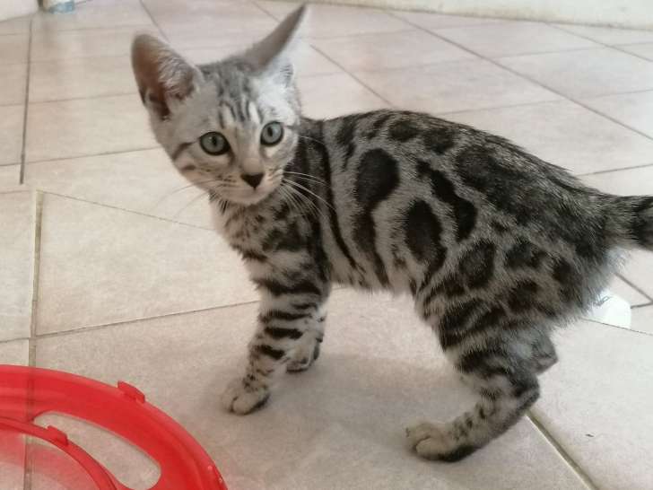 Chatons Bengal LOOF brown et silver spotted à vendre
