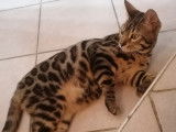 Beau chaton mâle Bengal LOOF brown spotted à vendre