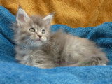 femelle blue tortie
