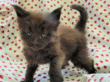 Chatons Maine Coon LOOF à vendre