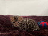 2 chatons Bengal mâles à vendre